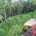 Bali: Reisterrassen bei Ubud