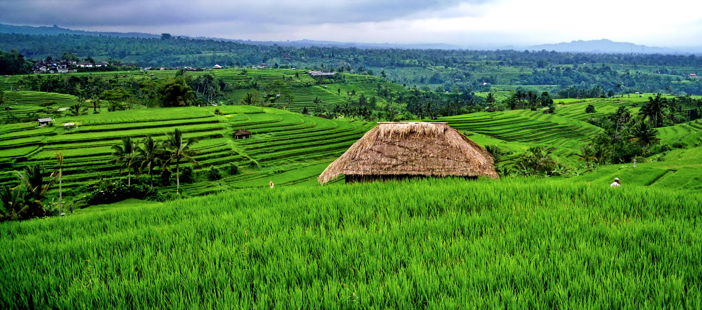 Bali, Reisterrassen von Jatiluwih