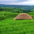 Bali, Reisterrassen von Jatiluwih