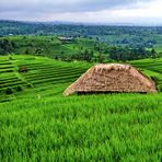 Bali, Reisterrassen von Jatiluwih