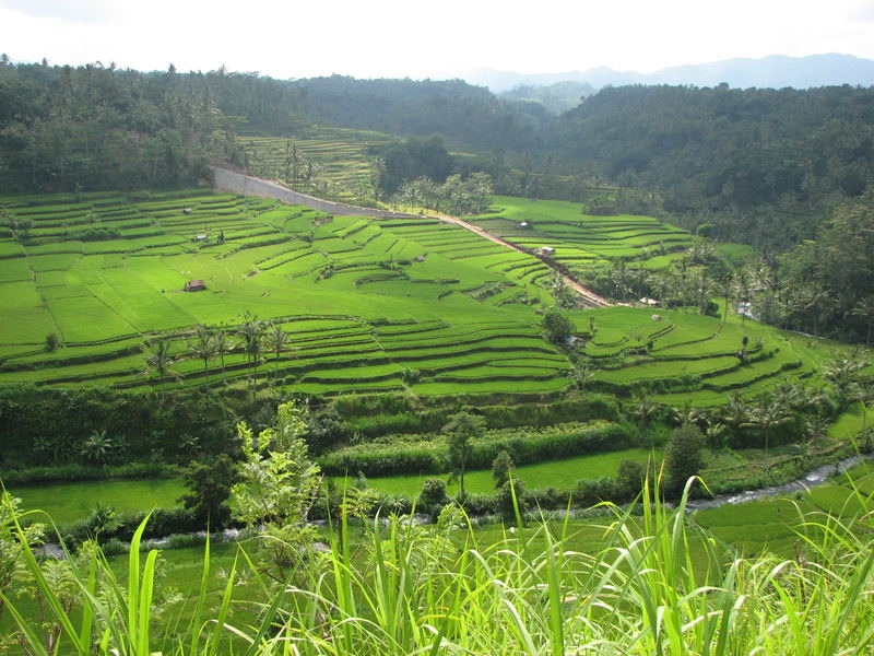 bali rice fields