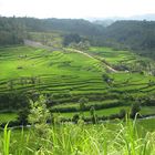 bali rice fields