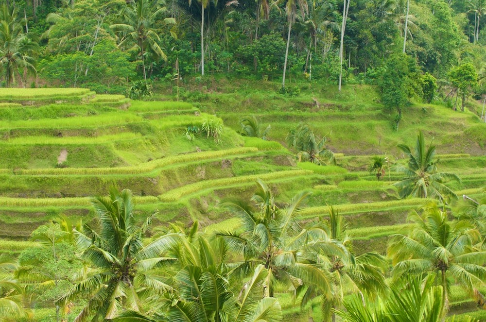 Bali / Ricefields