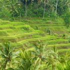 Bali / Ricefields