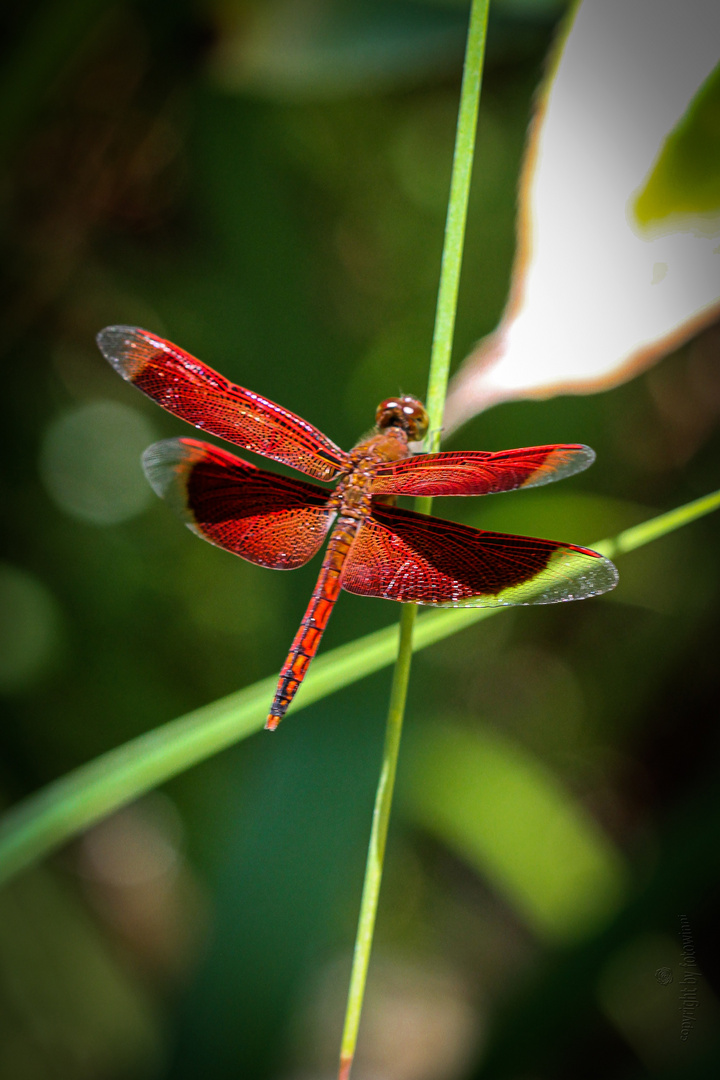 Bali - rote Libelle