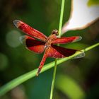 Bali - rote Libelle