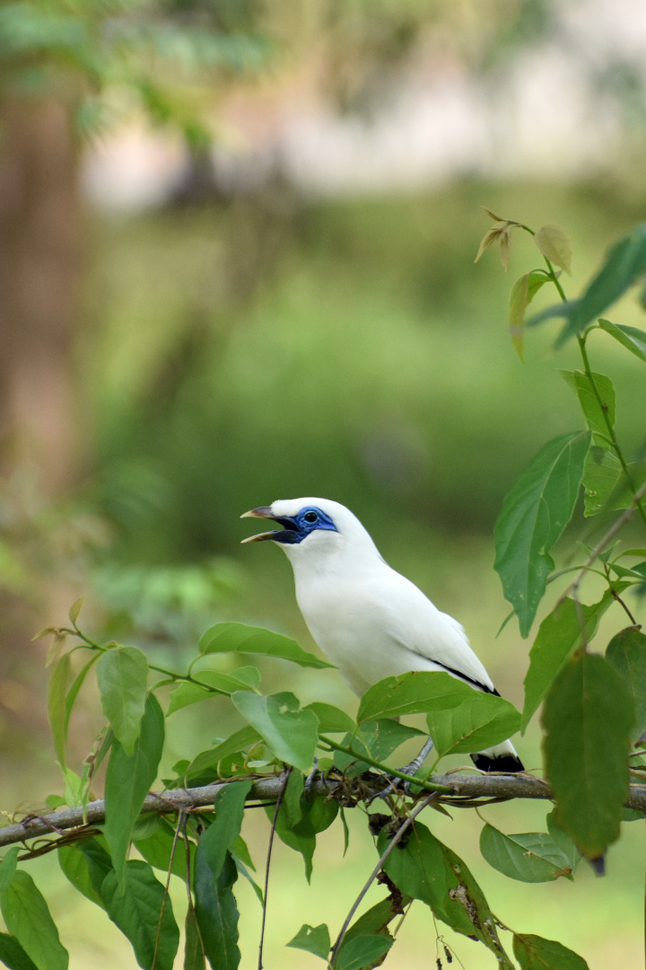 "Bali-Star" (Leucopsar rothschildii)