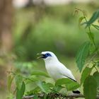 "Bali-Star" (Leucopsar rothschildii)