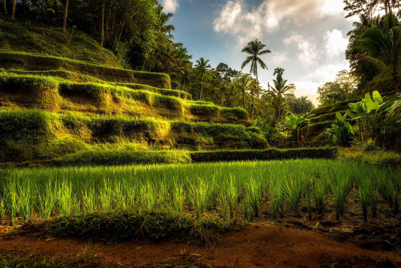 Bali-Tegalalang Reisfeld