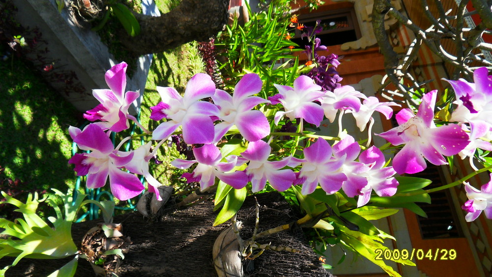 Bali und Orchideen