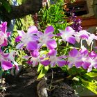 Bali und Orchideen