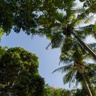 Bali unter Palmen