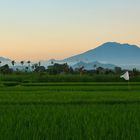 Bali View