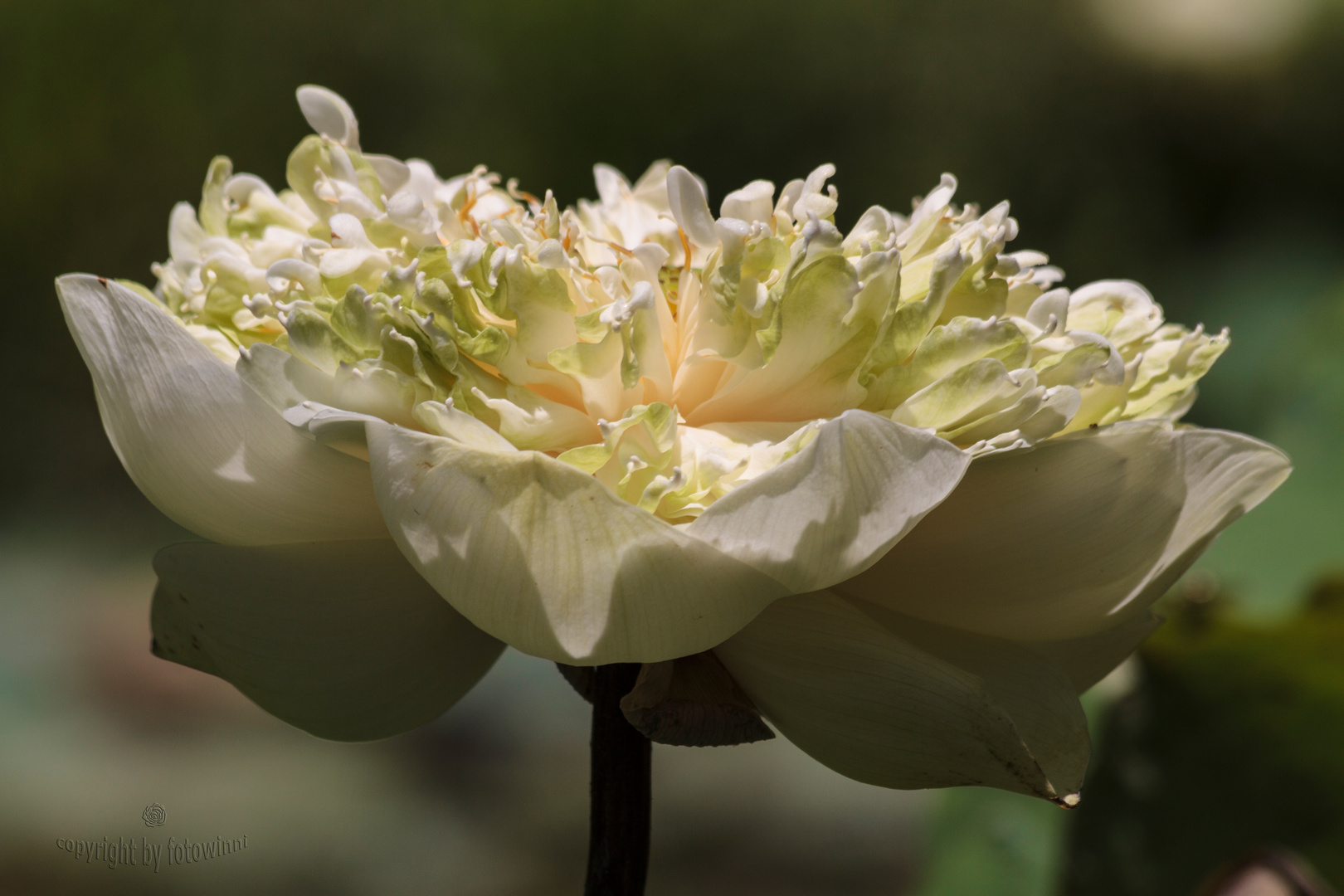  Bali - weiße Lotosblüte