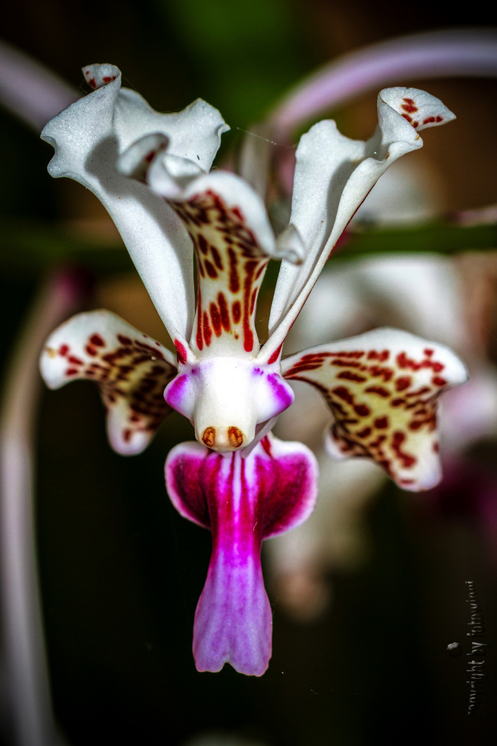 Bali - wilde Orchidee