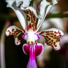 Bali - wilde Orchidee
