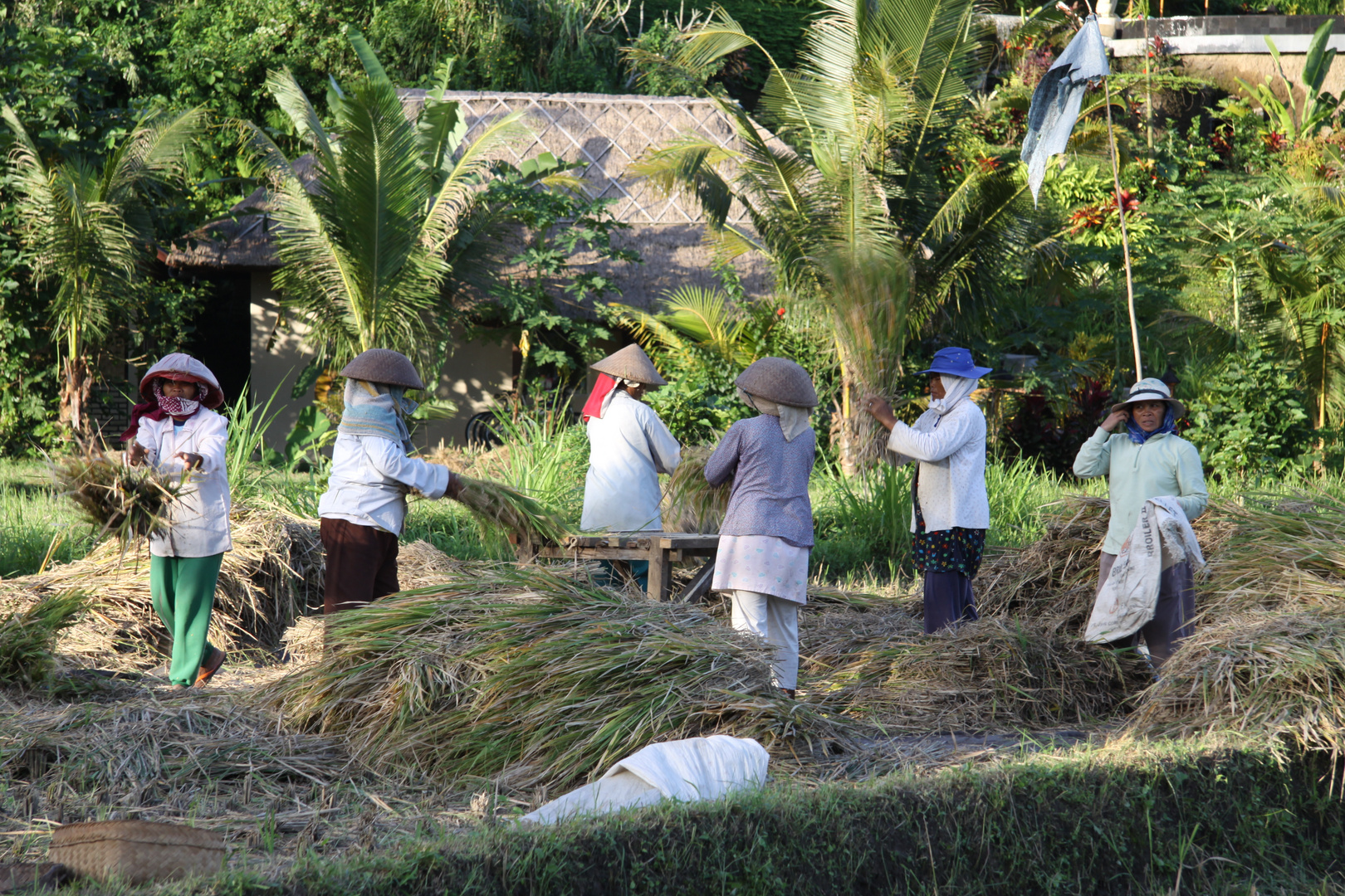 Balinaises au travail du riz