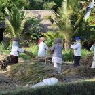 Balinaises au travail du riz