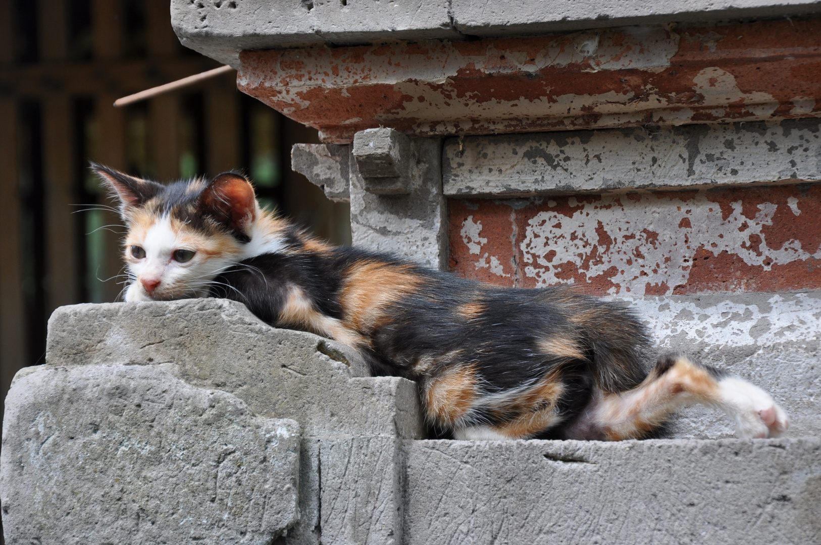 Balinese Kitten enjoying the warm stones of a Temple