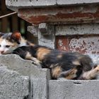 Balinese Kitten enjoying the warm stones of a Temple