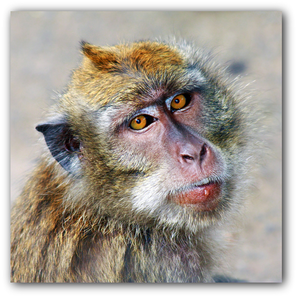 Balinese monkey