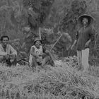 Balinesen auf dem Reisfeld