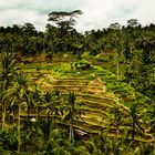 Balinesische Impressionen 7 (Reisterrassen 1)