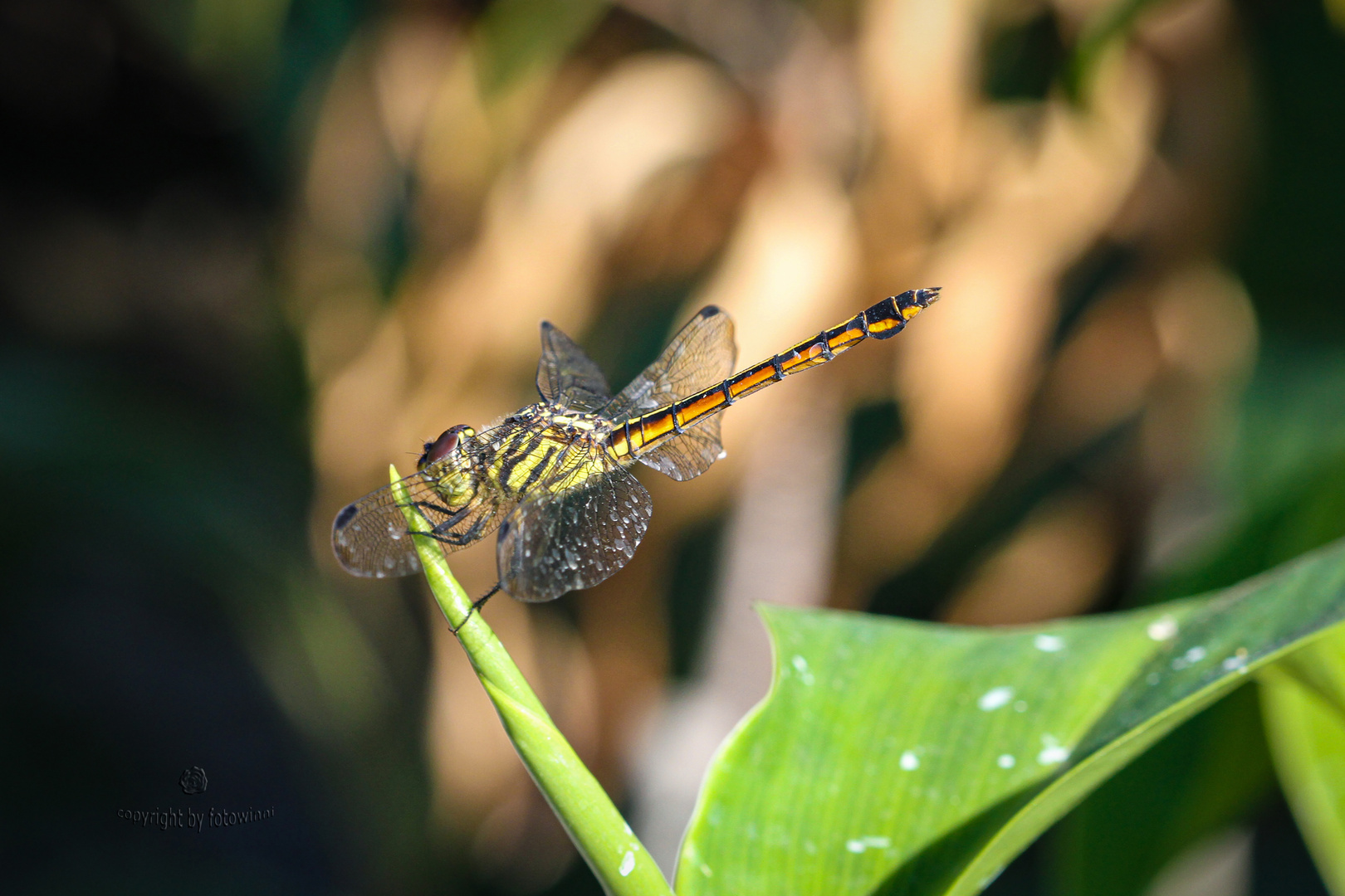 balinesische Libelle