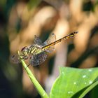 balinesische Libelle