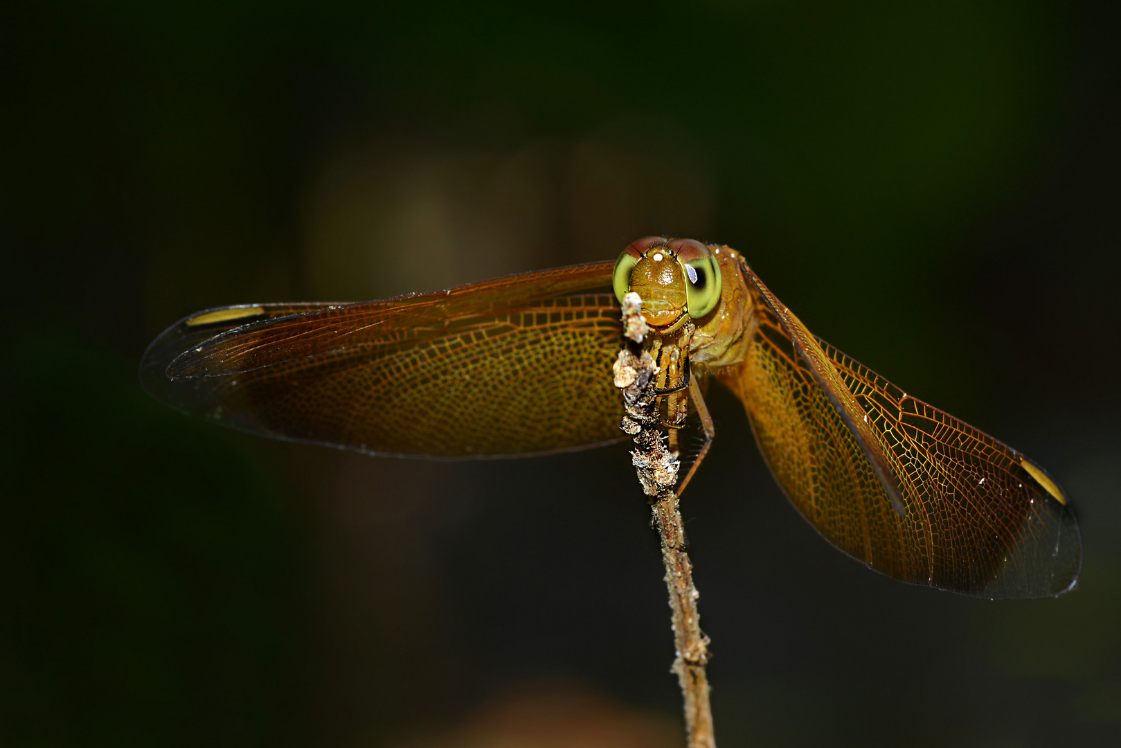 Balinesische Libelle