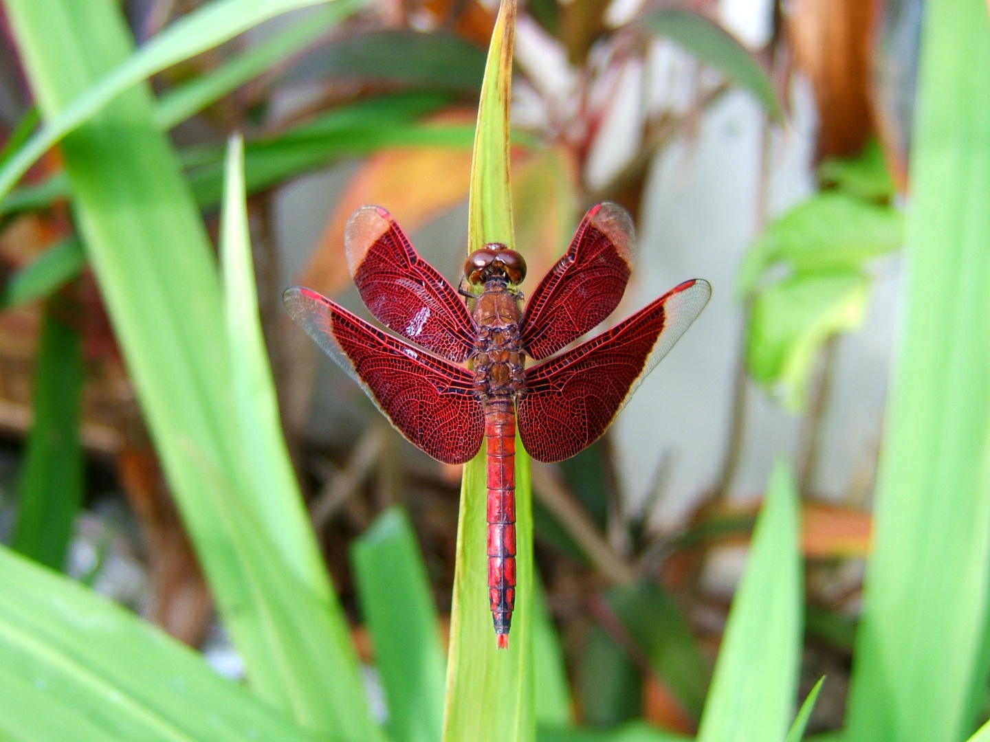 Balinesische Schmetterling…