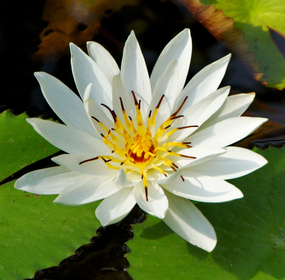 Balinesische Seerose