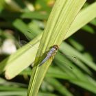 Balinesischer Gartenbewohner