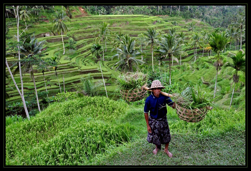 Balinesischer Reisbauer Foto &amp; Bild | asia, indonesia, southeast asia ...