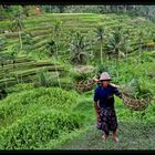 Balinesischer Reisbauer