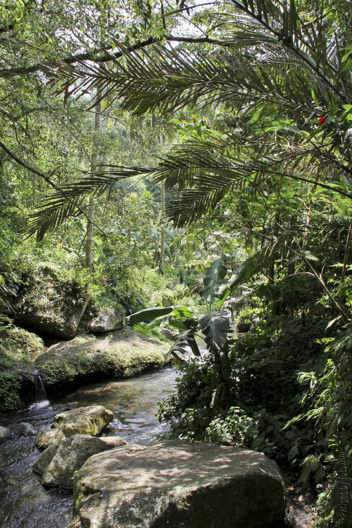 Balinesischer Urwald 2