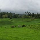 Bali_Reisfeld