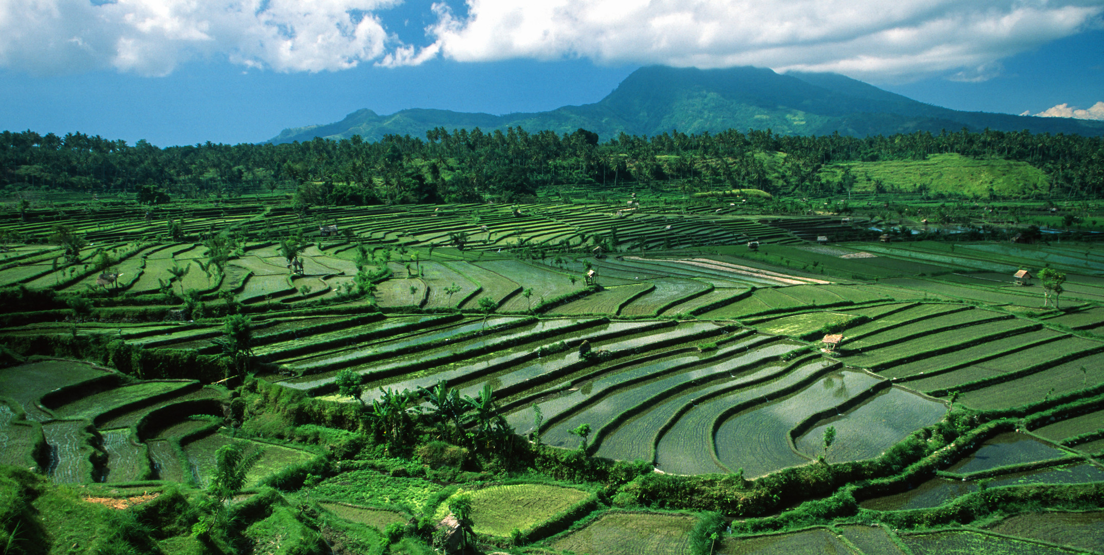 Balis Reisfelder  Foto Bild world wasser natur Bilder 
