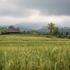 Balis Reisfelder