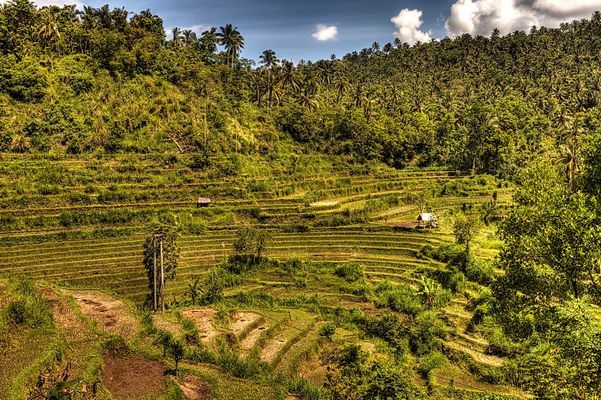 Bali's Reisterassen