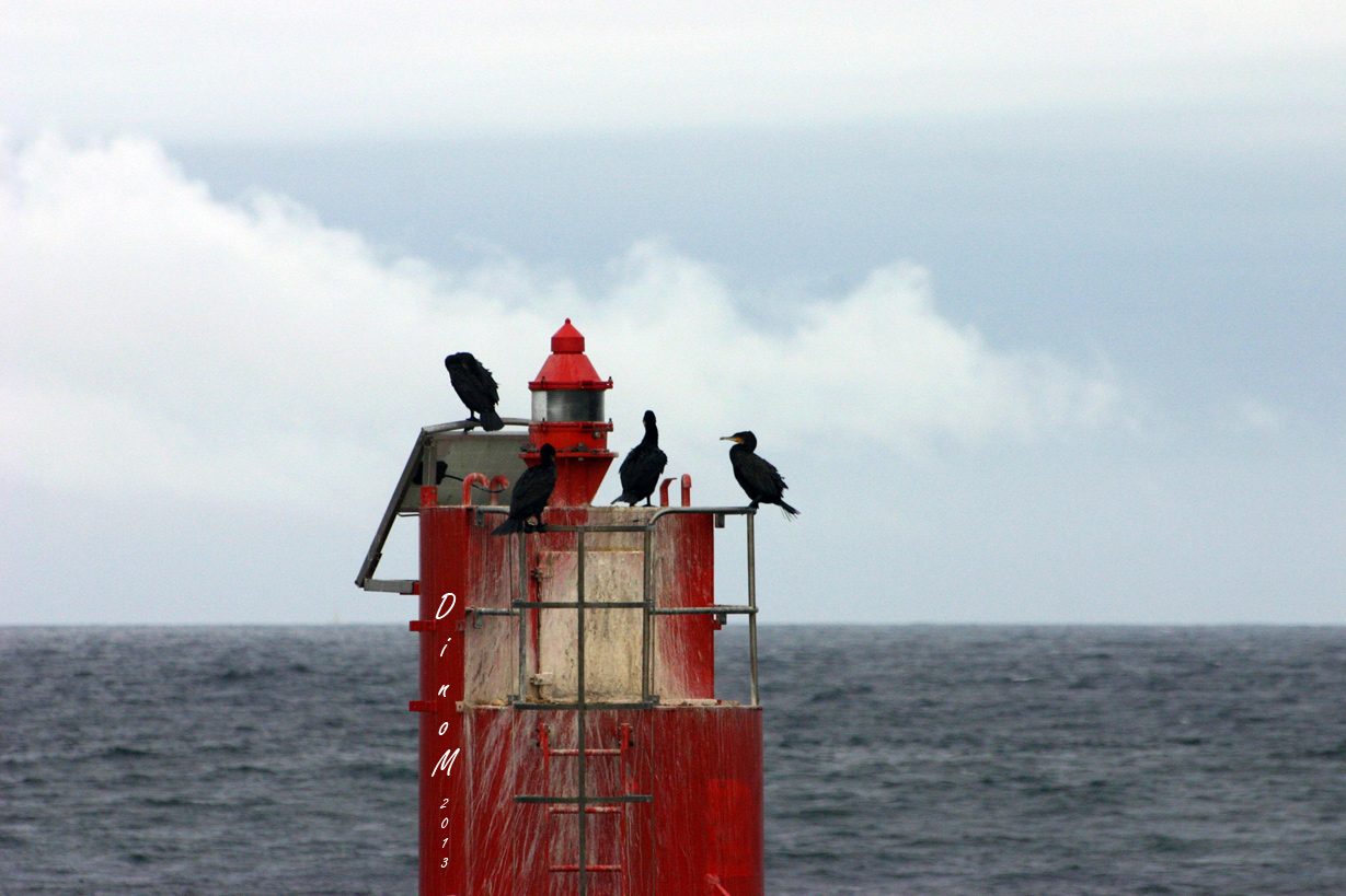 Balise aux Oiseaux