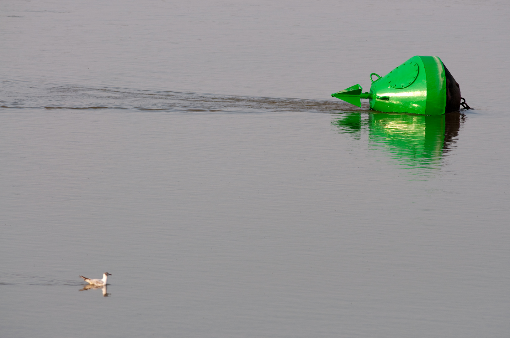 Balise et mouette rieuse