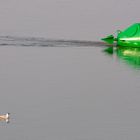 Balise et mouette rieuse