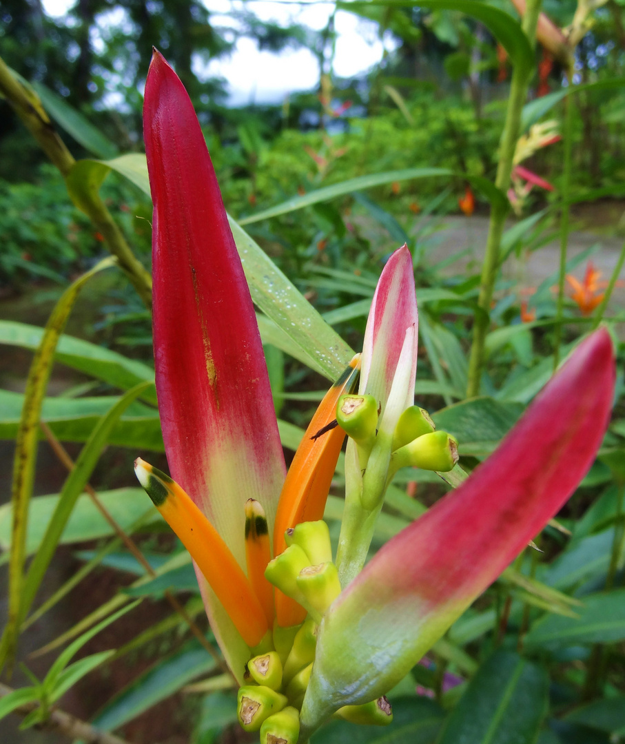 Balisier - Martinique