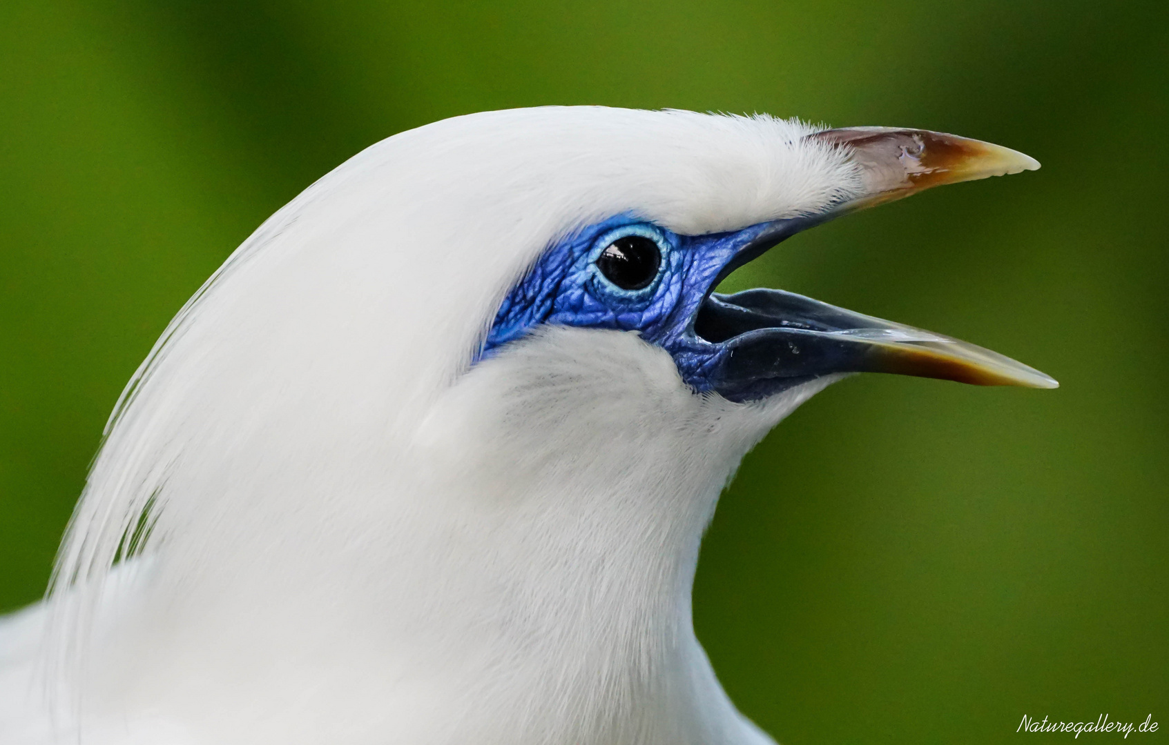 Balistar - Bali-Myna