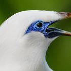 Balistar - Bali-Myna