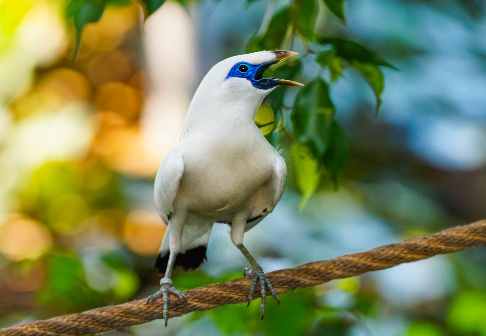 Balistar - Bali-Myna - exotischer weißer Vogel Hellabrunn 