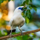 Balistar - Bali-Myna - exotischer weißer Vogel Hellabrunn 