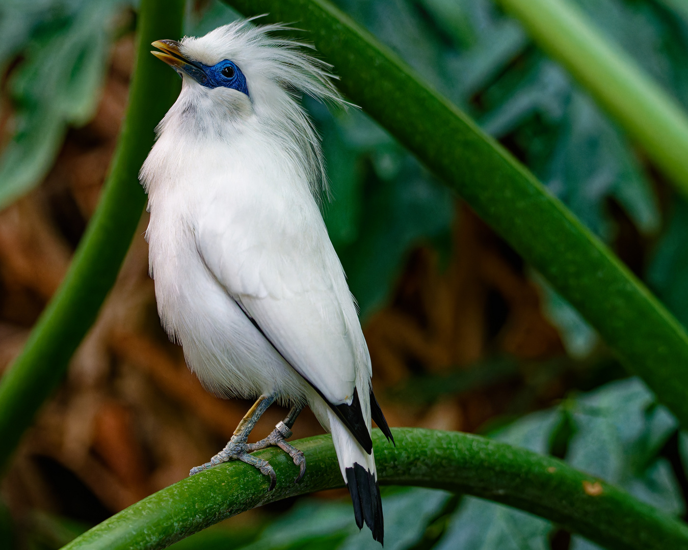 Balistar - Bali-Mynah