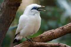 Balistar - ein eifriger Sänger